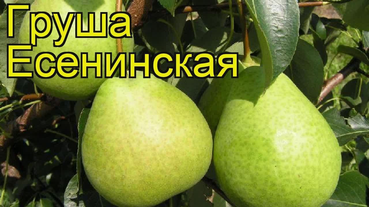 Груша Есенинская: особенности сорта и рекомендации