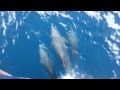 Galapagos Dolphins