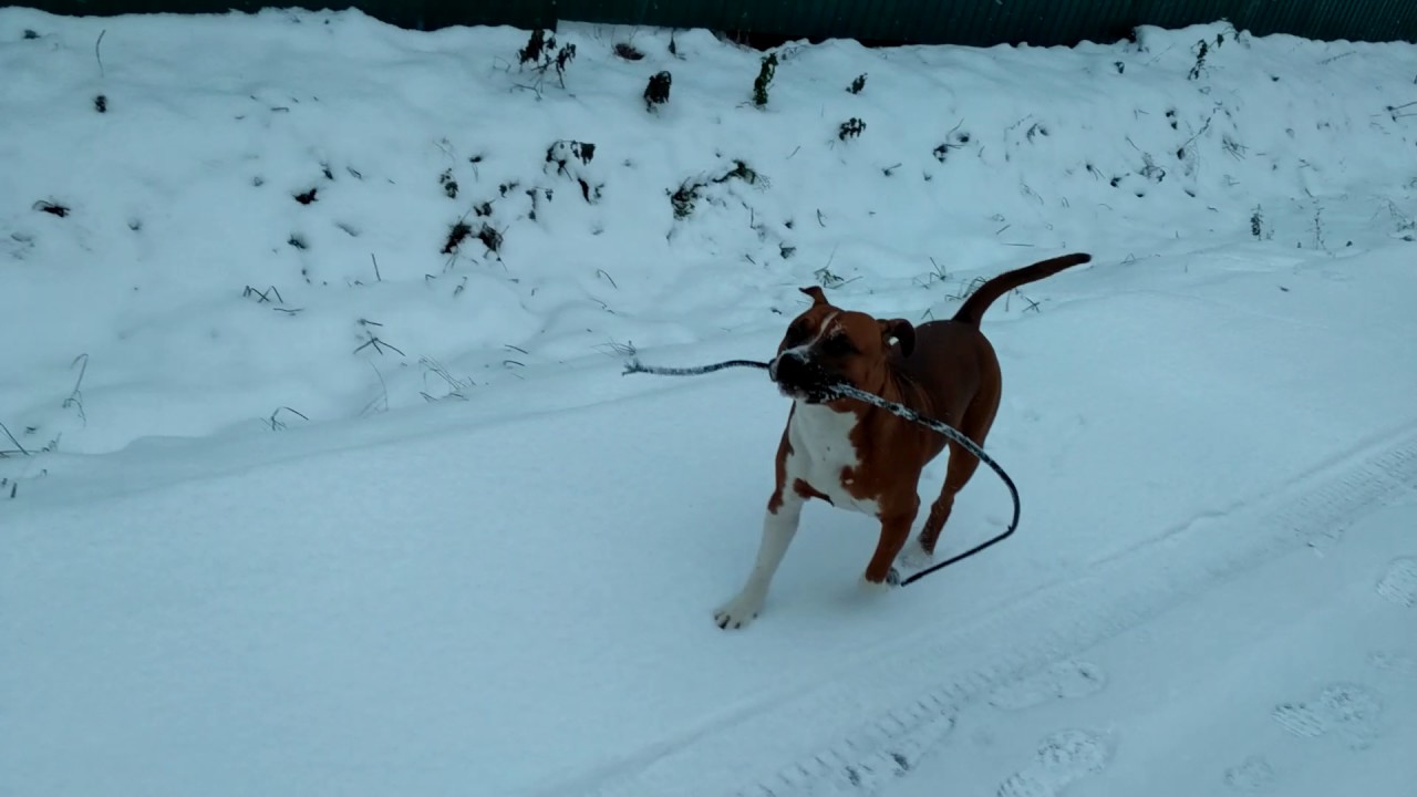 Собака 2 - YouTube