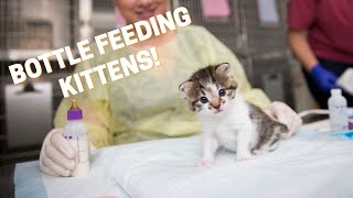How To Bottle Feed Kittens!