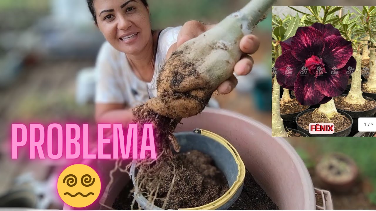 O que aconteceu com minha fênix? 🤔😱