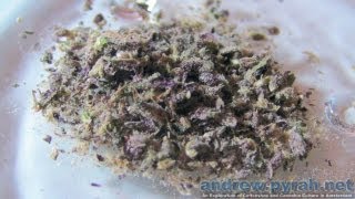 PURPLE WESTSIDE Allstar Genetics - Amsterdam Weed Review ( inc Microscope Closeups )