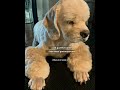 video fikri kalmd😔#blink #blackpink #reels #imnotcool #catwnederseo #fyp #yoongioftaetae #lgbt #🏳️🌈