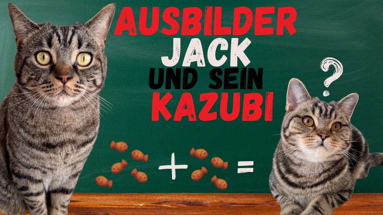 Katzubi in der Probezeit! 🐾👑 #Probezeit #katzentraining  #catvideos  #katzenspaß #ausbildung #news