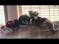 Video compilation of my Puppies