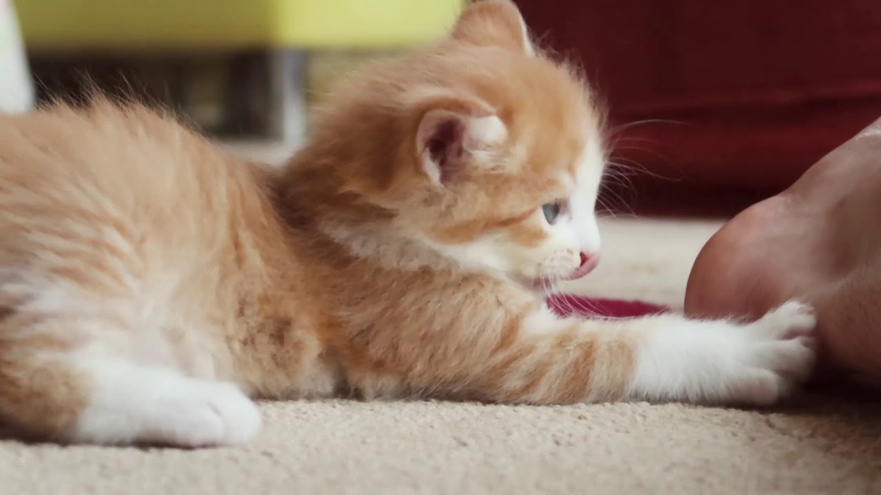 1 aylik yavru kedi bakimi nasil beslenir nasil temizlenir nasil tuvalet yapar youtube