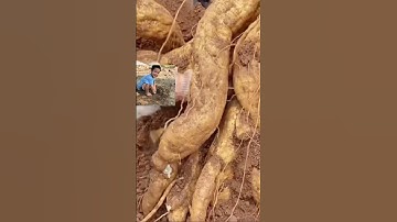 Thu hoạch củ sắn dây siêu to dài