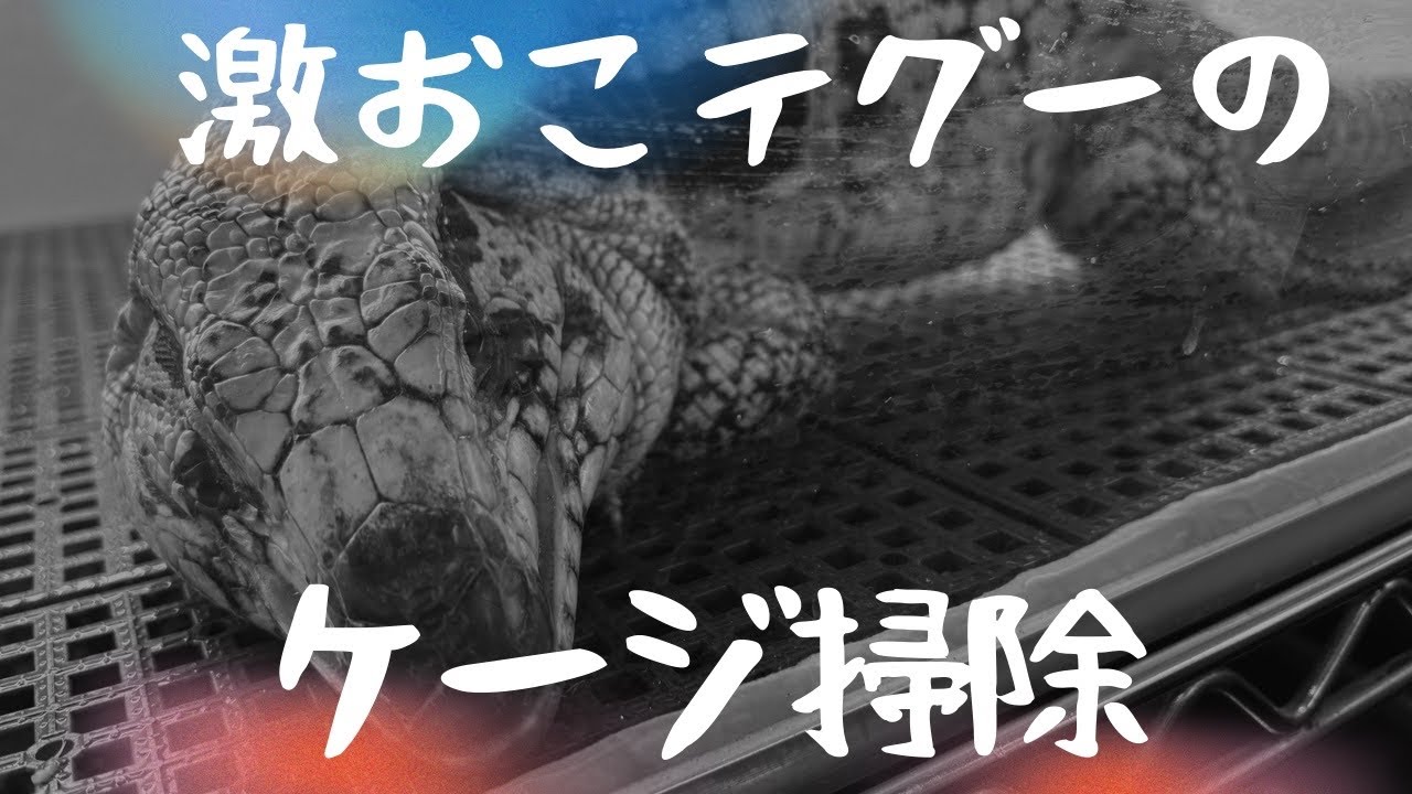 激おこテグーのケージを掃除しよう🧹#テグー#ブルーテグー#爬虫類#爬虫類のいる生活 #トカゲ