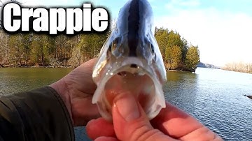 Winter Crappie Fishing From the Bank with Minnows (Realistic!)