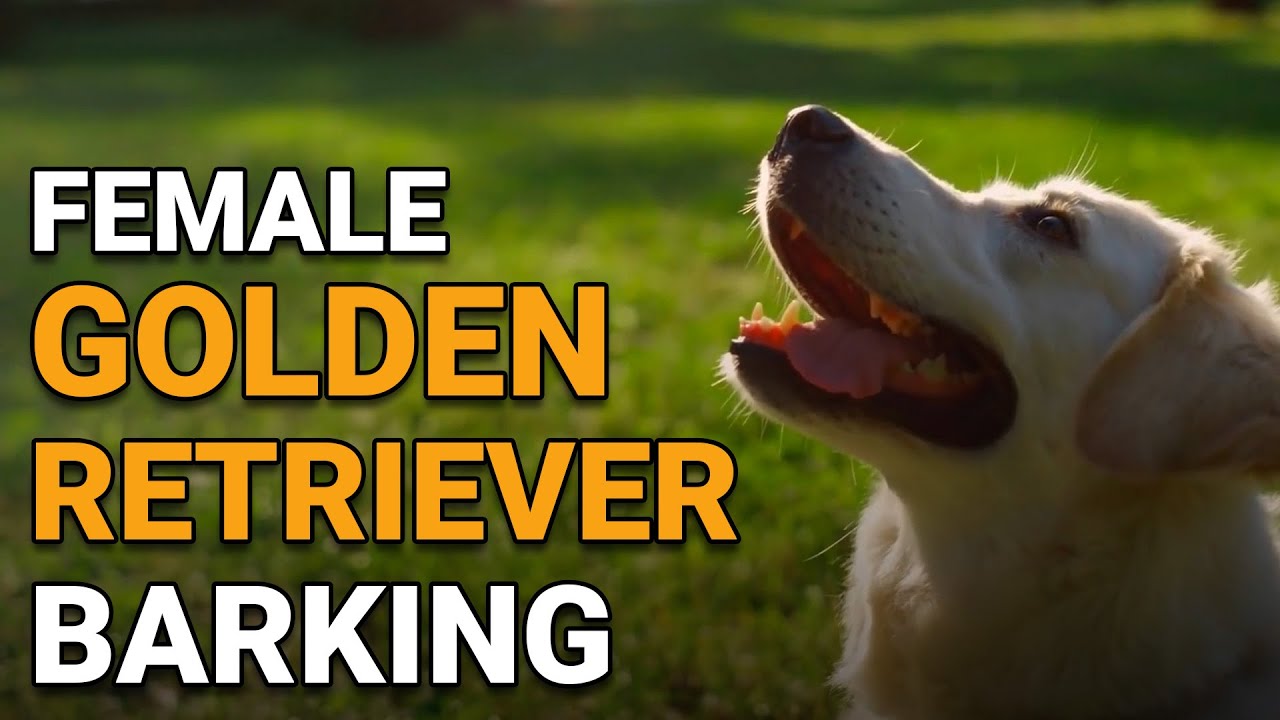 Female Golden Retriever Barking Causes and Solutions YouTube