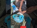 Bangladesh Crab #crab #freshcrabs #shorts #shocking #youtubeshorts #localbazar #wildcrab #crab