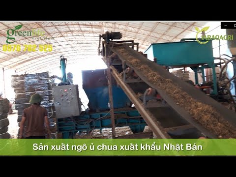 Video SẢN XUẤT NGÔ Ủ CHUA XUẤT KHẨU NGÔ VIÊN NÉN NGÔ ÉP KHỐI... - youtube