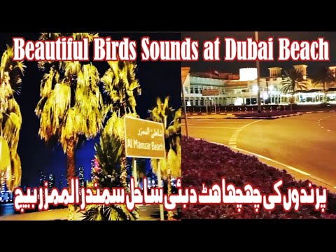 Beautiful Birds sounds on Dubai beach ⛱️ Al-Mamzar Beach.#viral #trending #trend #adventure #sound