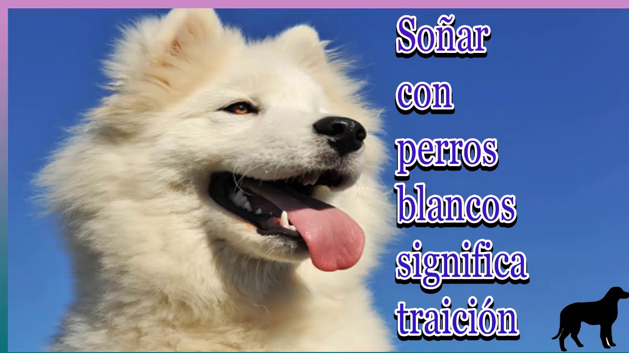 Que significa soñar con cachorros de perro