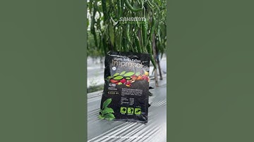Tips buah lebat & berbobot!!#kalium#impresol#cabai#cmb#petanicabai#petani#petanimuda#pertanian