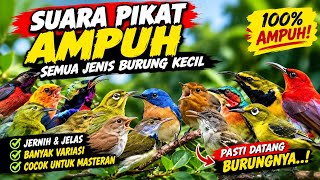 Suara pikat ampuh semua jenis burung kecil.AUDIO JERNIH