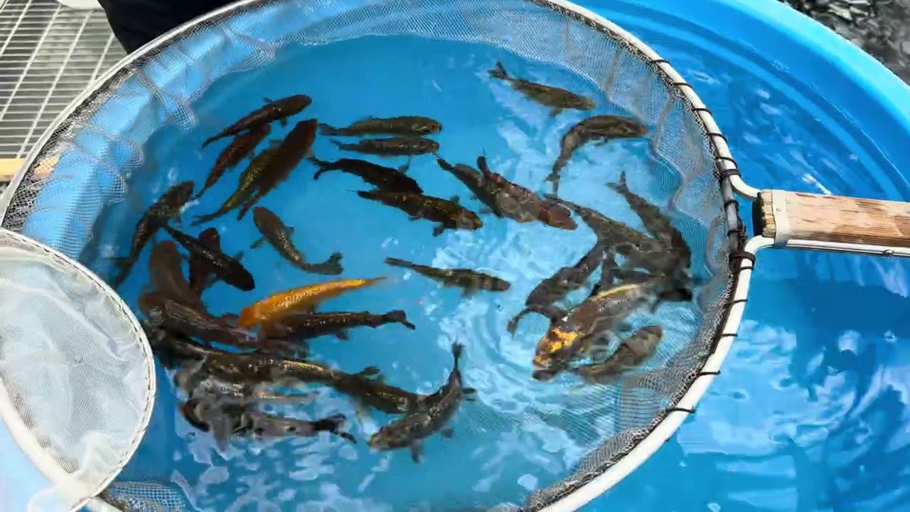 Marusen Kobayashi koi farm - day 6