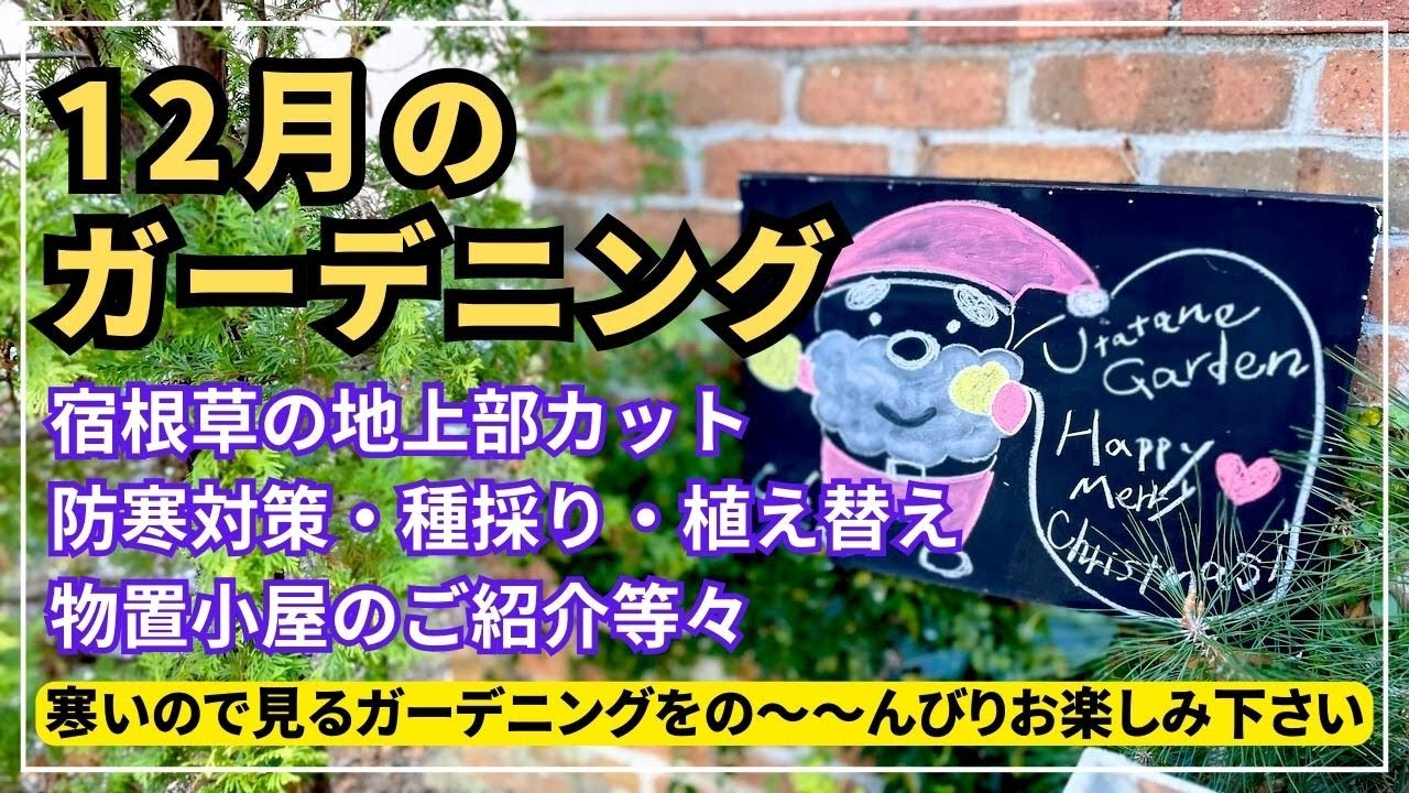 【冬の庭作業１１連発！】宿根草の地上部処理・植え替え・冬越し準備・種採・物置小屋のご紹介・鉢上げ等々 #flowers #gardening #ガーデニング #japaneseflowers