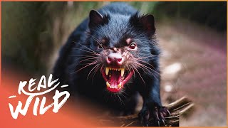 How The Tasmanian Devil Survives It's Ferocious Environment | Race of Life | Real Wild