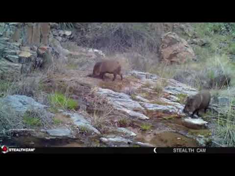 Javelinas in the Arizona Borderlands: Remote Wildlife Cameras