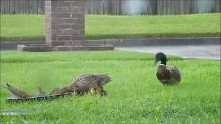 Mama duck, her 7 adorable babies and 3 bodyguards by Petful on YouTube 1,124 views 8 years ago 5 minutes, 31 seconds