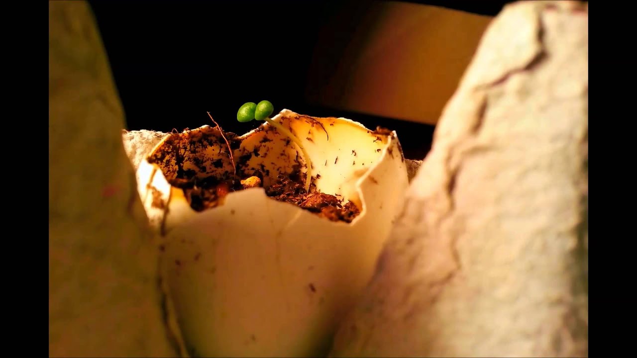 Rosemary Timelapse YouTube