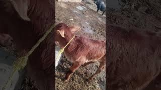 Macroglossia in calf having consistent protrusion of tongue since borned.
