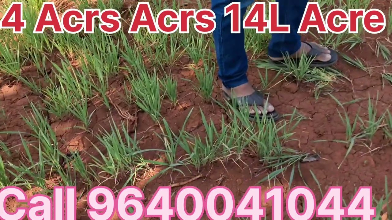 #low #cost #agriculture #land #for #sale #garden #farm #home #telangana #near #hyderabad #9640041044