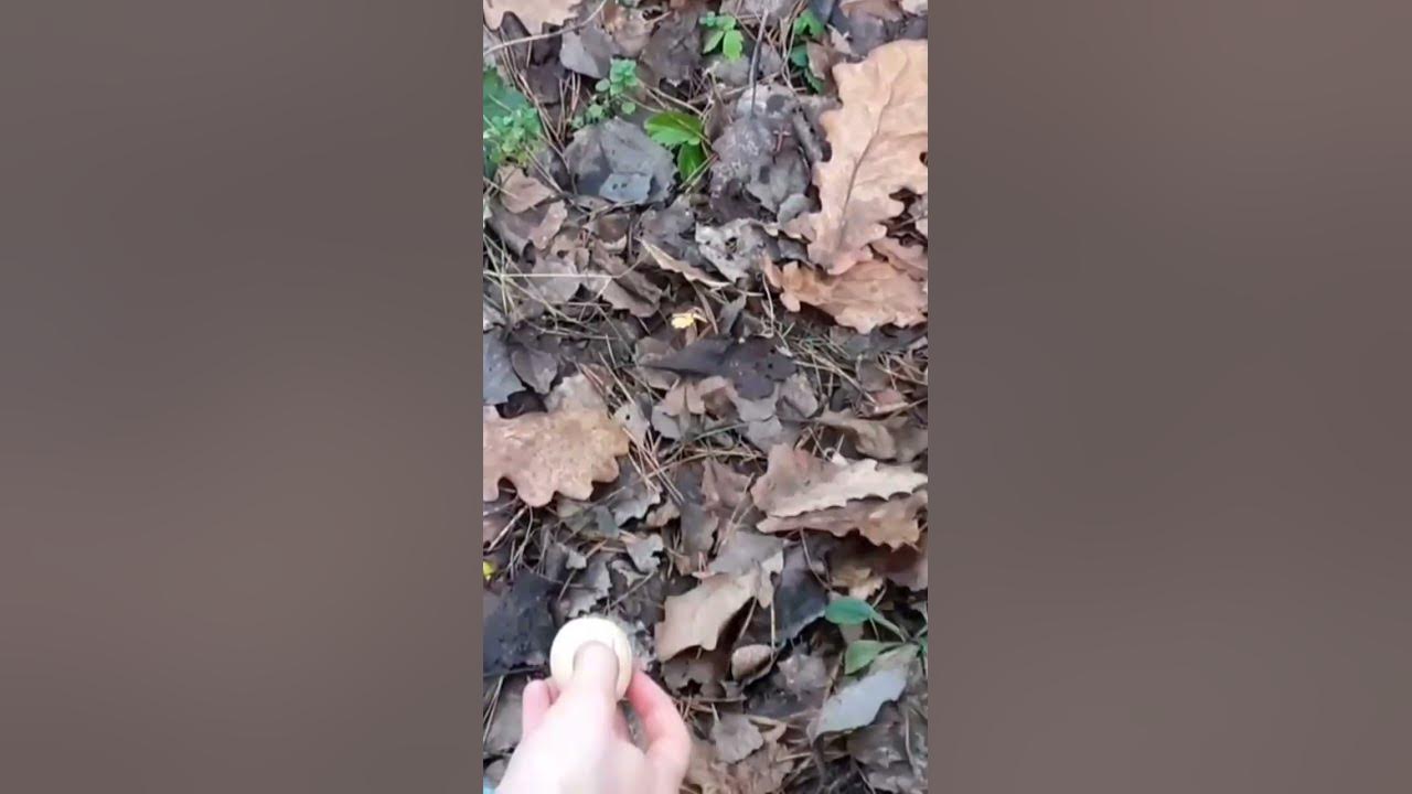 🌲Две белочки за одним орешком🌰🐿 - YouTube