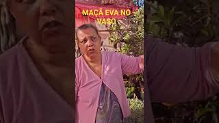 MAÇÃ 🍎 EVA NO VASO---NO FINAL DO VIDEO VOU DEIXAR AS FOTOS