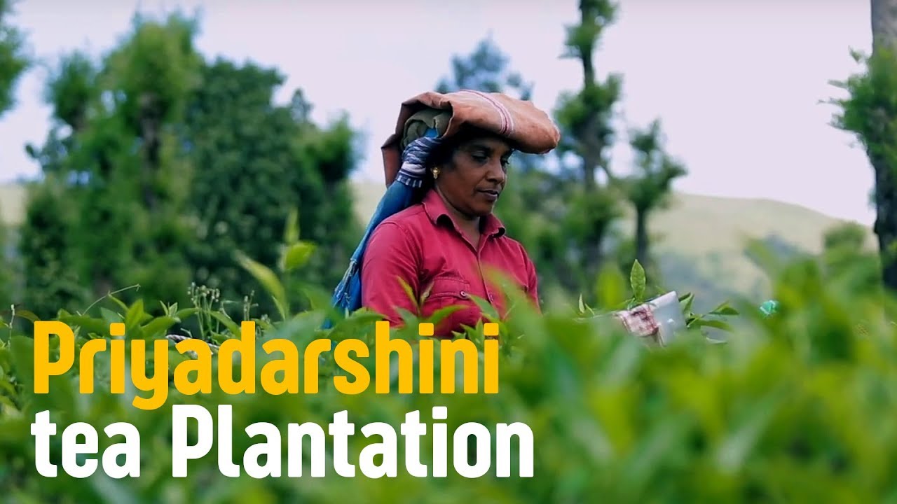 A tea worker in a red shirt stands among the Priyadarshini bushes, with a collecting cloth balanced over her head; the official video title is printed across the lower frame.