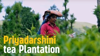 Tea tour and the Pridyadarshini Tea Plantation | Wayanad Weekend Destination