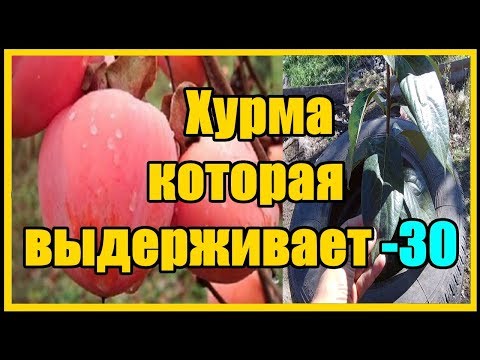 Выращивание хурмы в суровом климате / Сорт Мидер не вымерзает при - 30