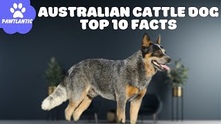 Australian Cattle Dog  Unraveling the Top 10 Fascinating Facts
