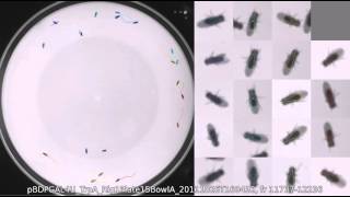 pBDPGAL4U_TrpA_Rig1Plate15BowlA_20111026T160432