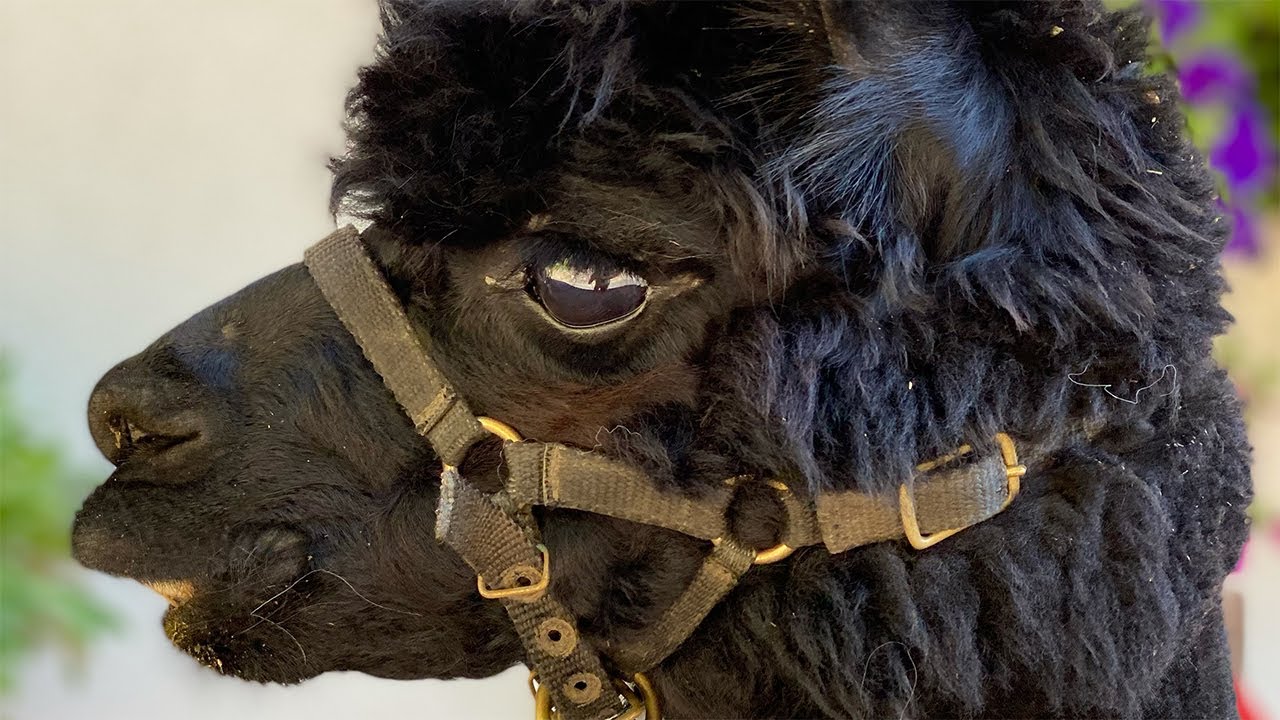 Lama-Trekking in Welschnofen