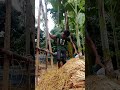 খের পুঞ্জানো # Mr Bean#HayBundling #StrawBundling