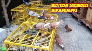 REVIEW STOCK MERPATI DIKANDANG , MERPATI PASAR TEMANGGUNG WONOSOBO