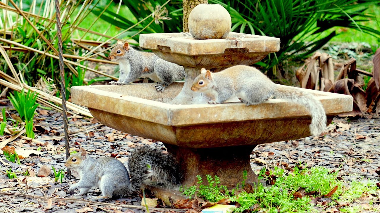 Кино Для кошек и собак 😸 Пугливые птицы и жадные белки 🐿 птички для кошек