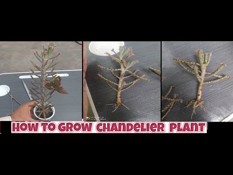 וִידֵאוֹ: Chandelier Plant - How To Grow Kalanchoe Delagoensis