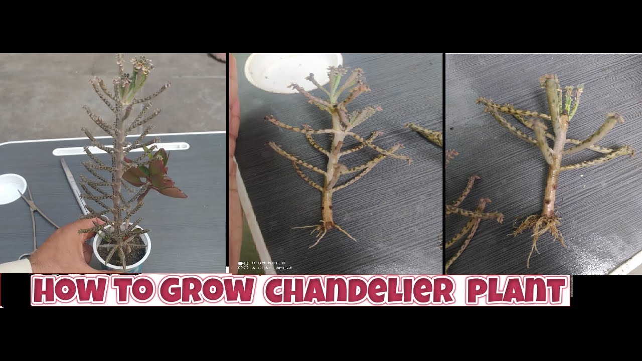 how to grow chandelier plant from stem cuttings | propagation of kalanchoe tubiflora
