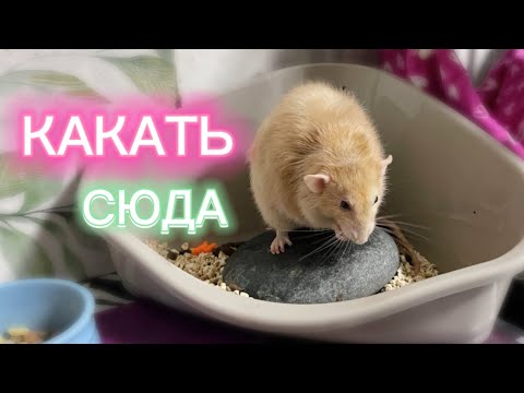 Как приучить крысу ходить в угловой туалет? &#55357;&#56320;