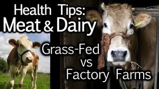 Meat & Dairy Health Tips: Grass Fed vs. Factory Farming, Animal Cruelty, Nutrition | The Truth Talks
