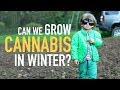 Can you grow cannabis in the winter? Can you grow cannabis in the winter?