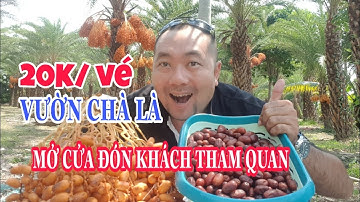 Vườn Chà Là Trĩu Quả Đỏ Rực Đẹp Nhất Miền Tây - Làng Hoa Sa Đéc | PHONG RÂU VLOG