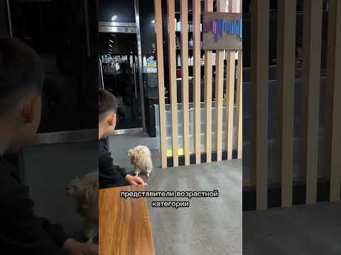ПИТОМЕЦ vs РЕБЕНОК в КОРЕЕ #корея #жизньвкорее #мальтипу #питомец