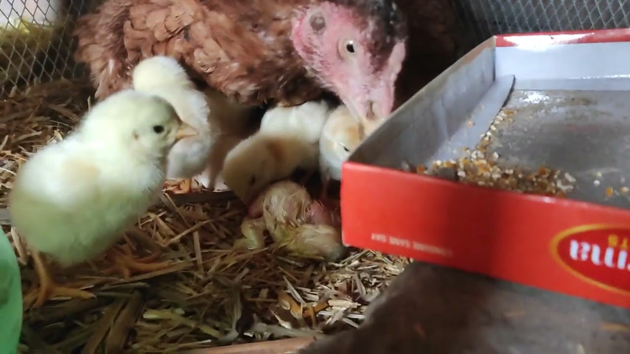 Second Day more 2 eggs 🥚 hetch