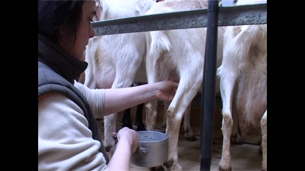 La traite des chèvres à la Chèvrerie de la Baie - Tréguennec