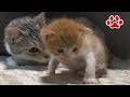 子猫まや、4回目の猫部屋訪問。先住猫達に挨拶する【瀬戸のまや日記】Cute kitten Maya's 4th visit to the cats room.