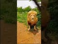 مقلب ما اخاف من الاسد